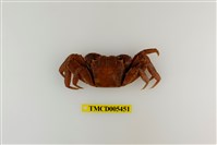 藏品(帝王仿相手蟹)的圖片